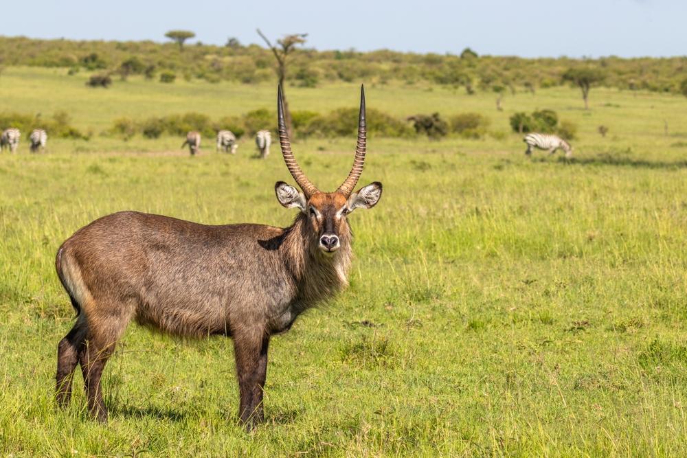 Defassa Waterbuck