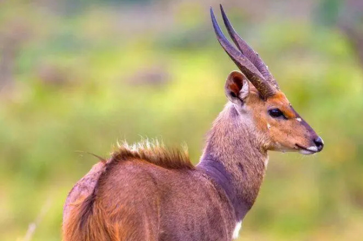East African Bushbuck