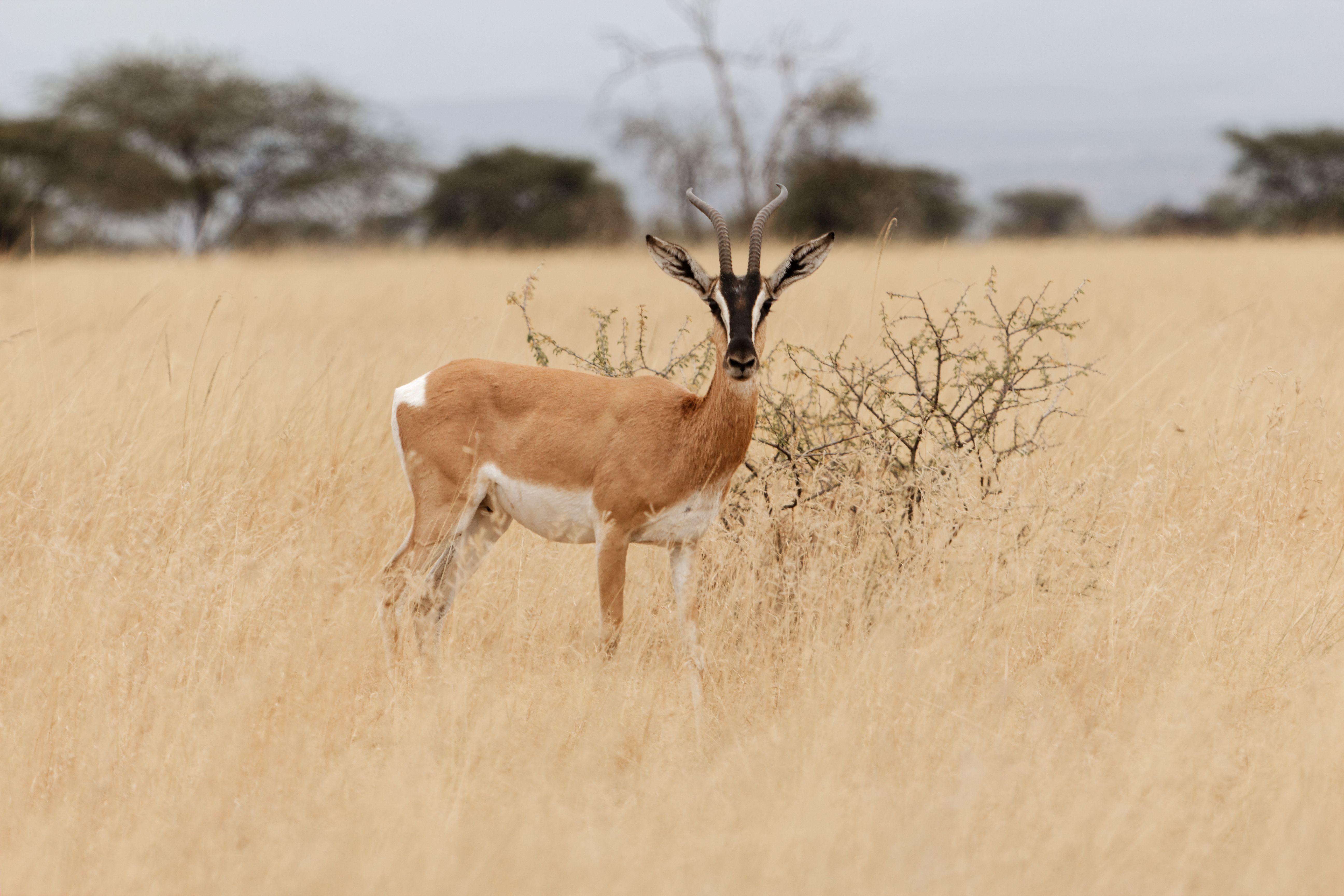 Soemmerring's Gazelle 