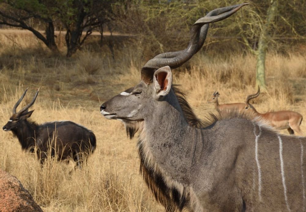 Kudu Hunting in Botswana