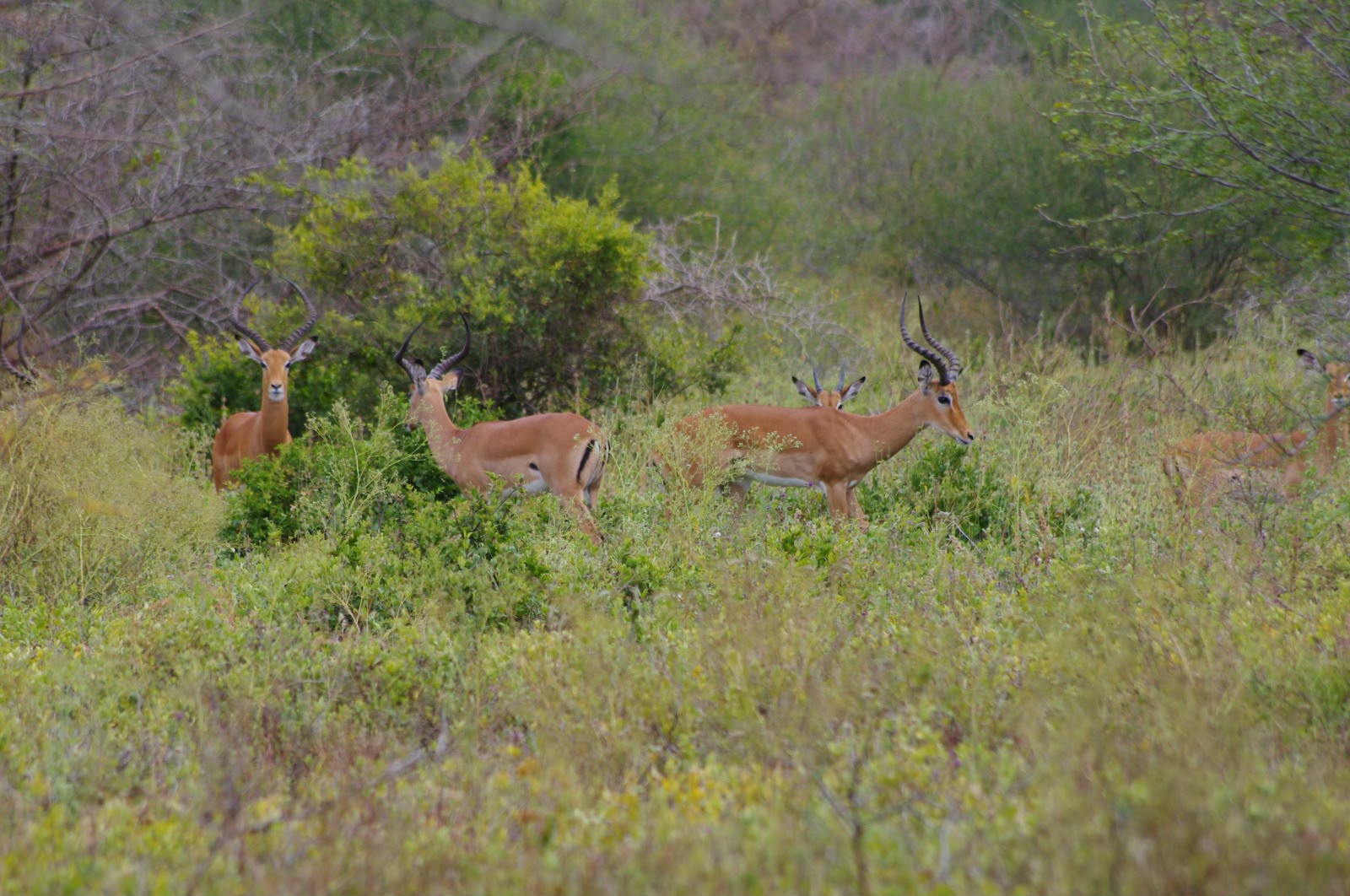 Leopard Hunting in Namibia & Brown Hyena Cancelation Hunt