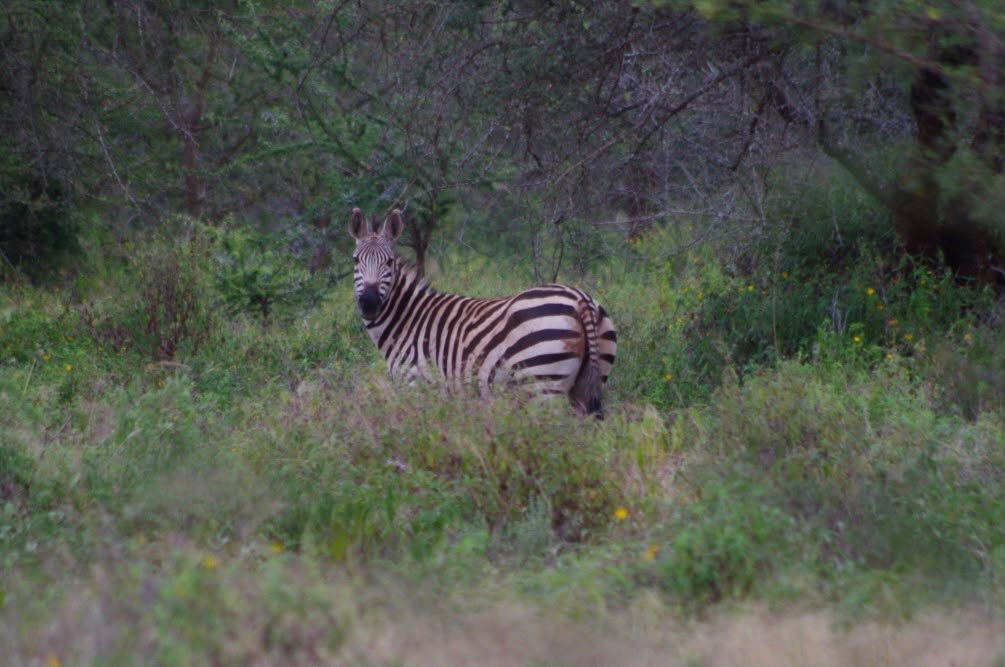 Leopard Hunting in Namibia & Brown Hyena Cancelation Hunt
