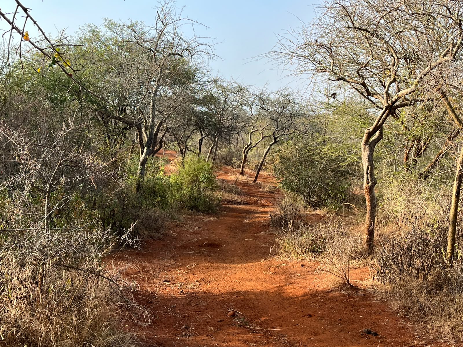 Leopard Hunting in Namibia & Brown Hyena Cancelation Hunt