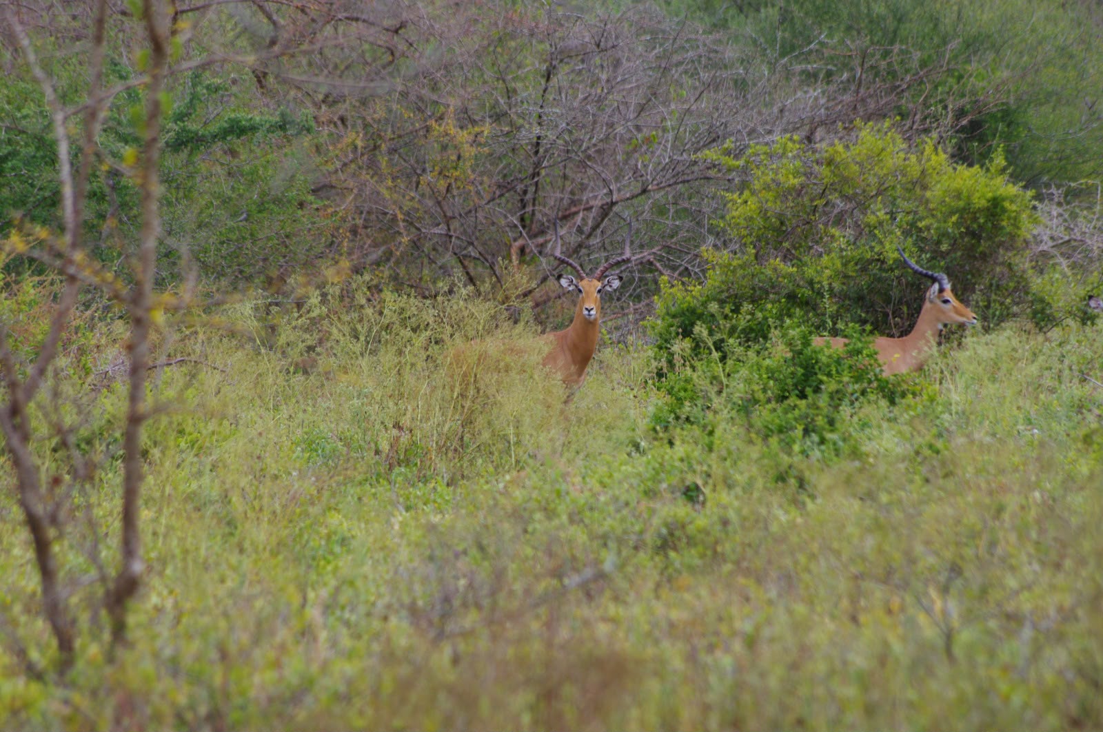 Leopard Hunting in Namibia & Brown Hyena Cancelation Hunt