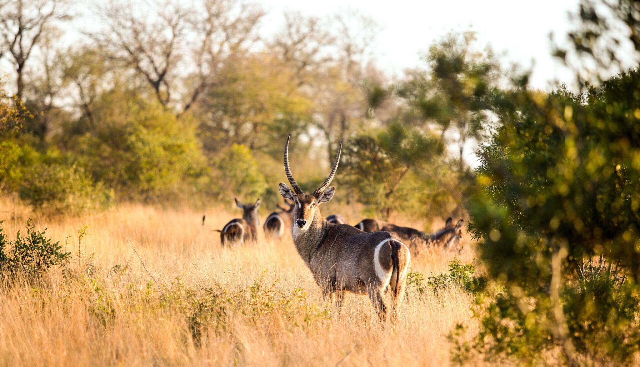 Common Waterbuck