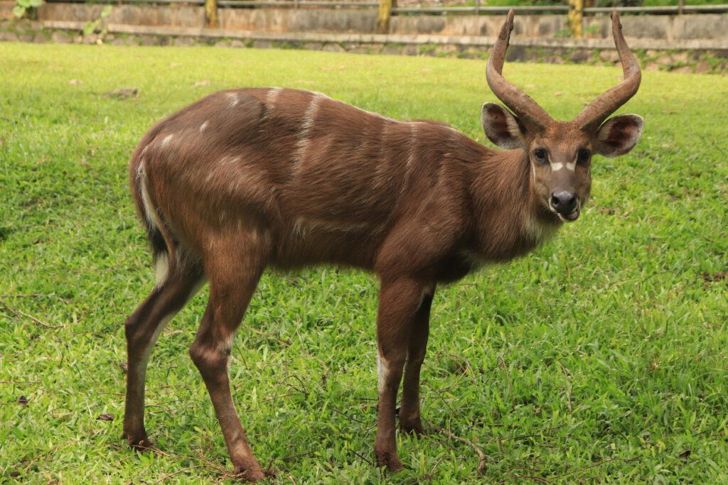 Nile Sitatunga