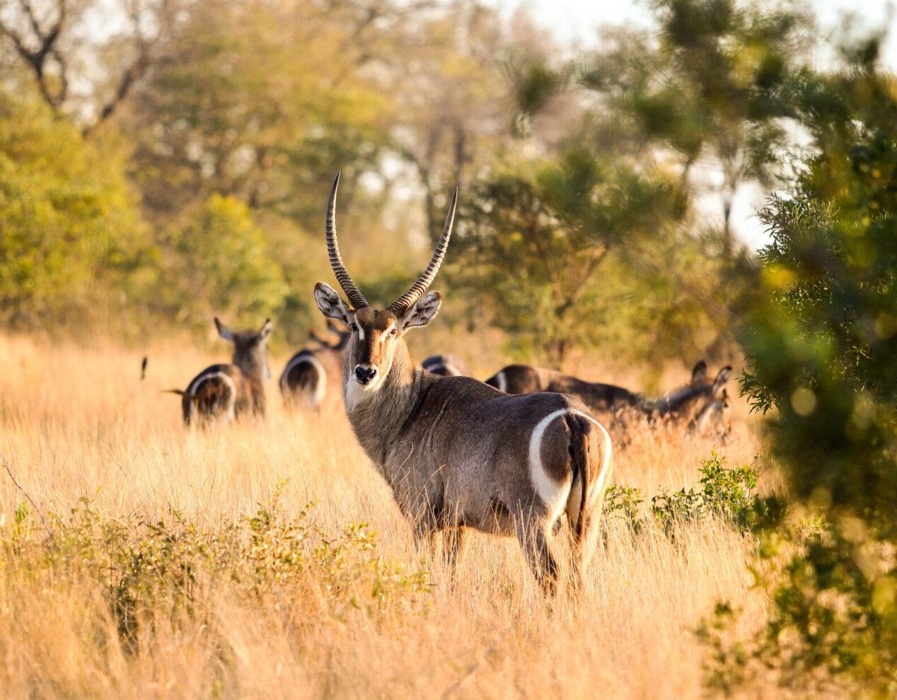 Waterbuck Hunting in Botswana