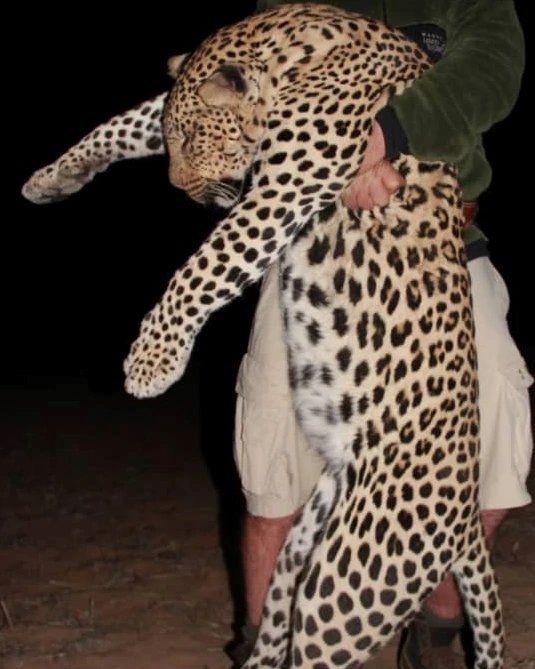 Man holding harvested leopard