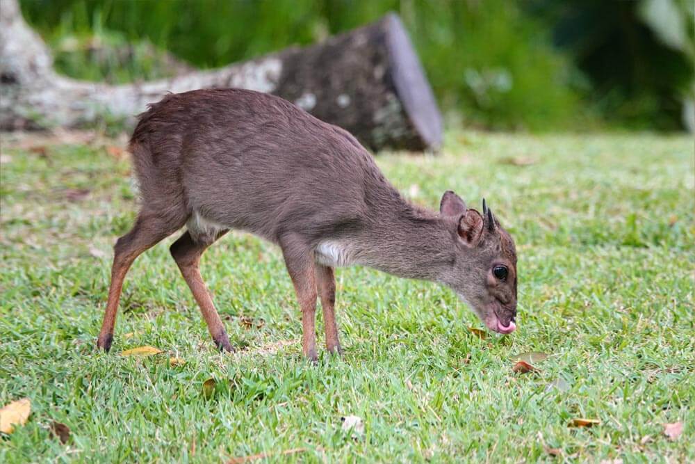 Blue Duiker 