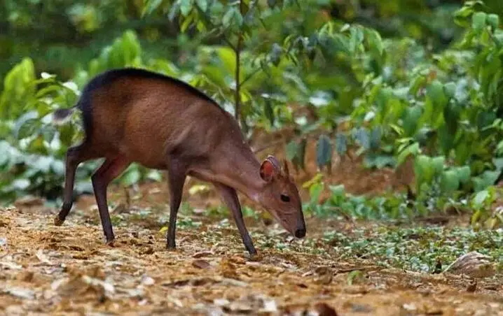 Peters' Duiker 