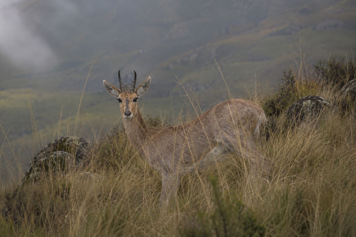 Chanler’s Mountain Reedbuck 