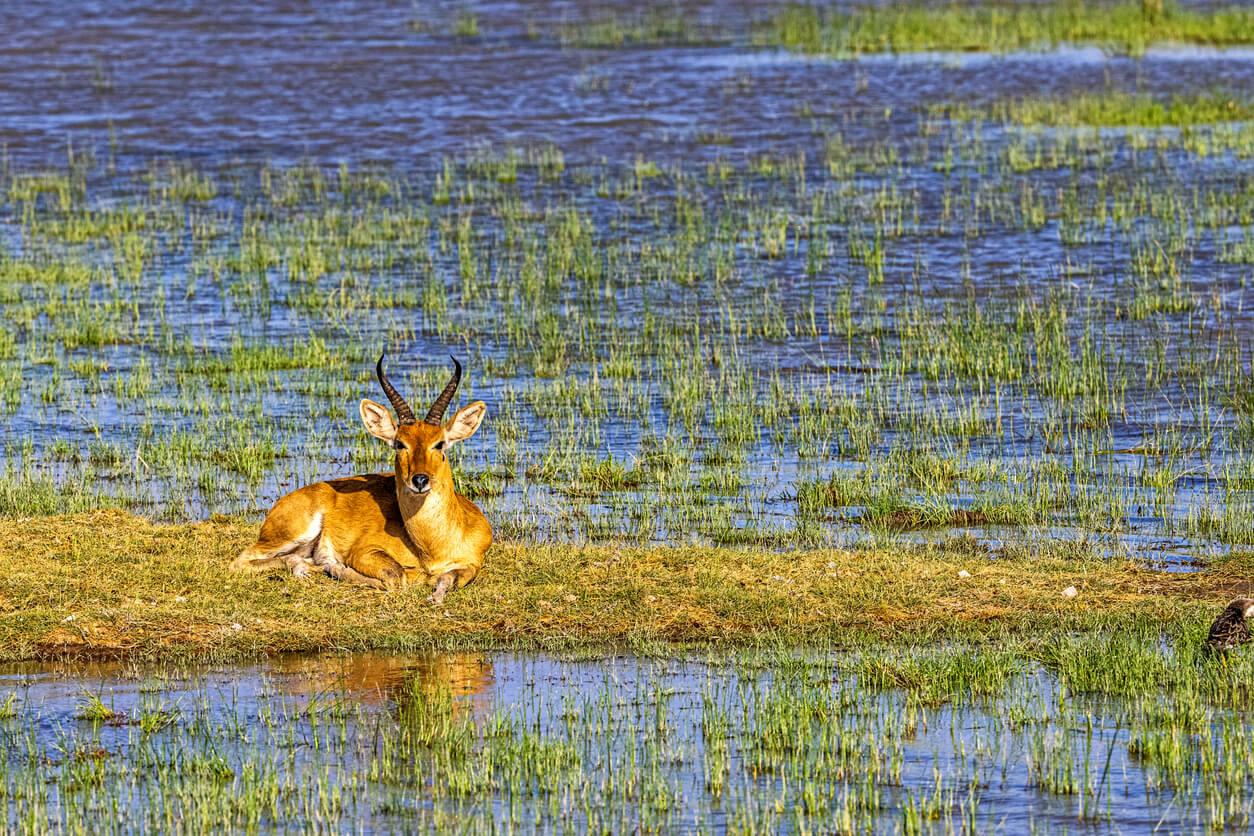 Sudan Bohor Reedbuck Hunting in Uganda