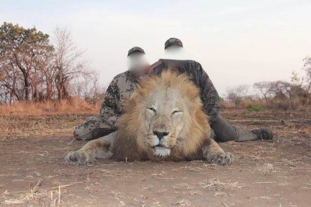 Why Tanzania Still Holds a Special Place in Lion Hunting