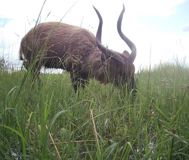 Southern (Zambezi) Sitatunga
