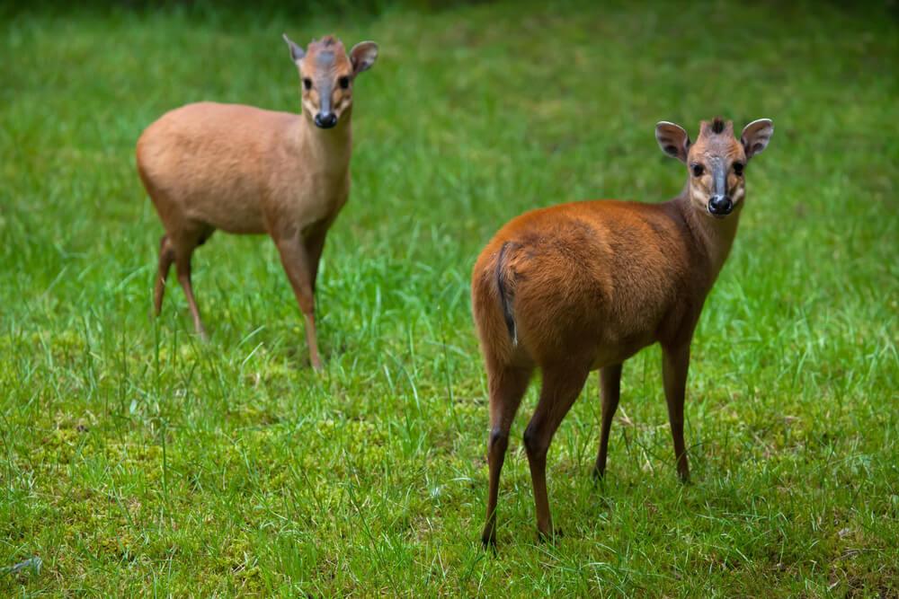 Red Duiker