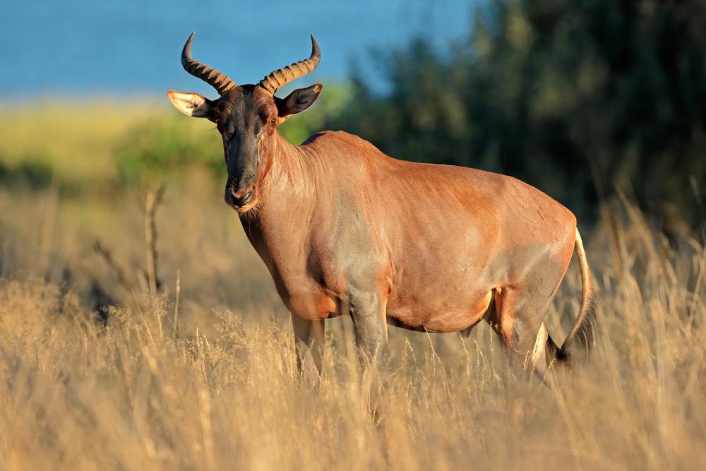 Tsessebe Hunting in South Africa