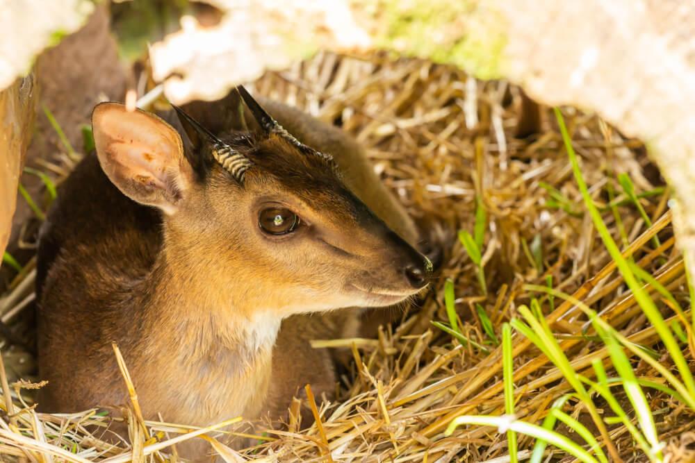 Suni Hunting in South Africa