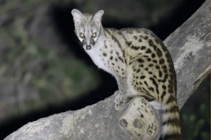 Genet