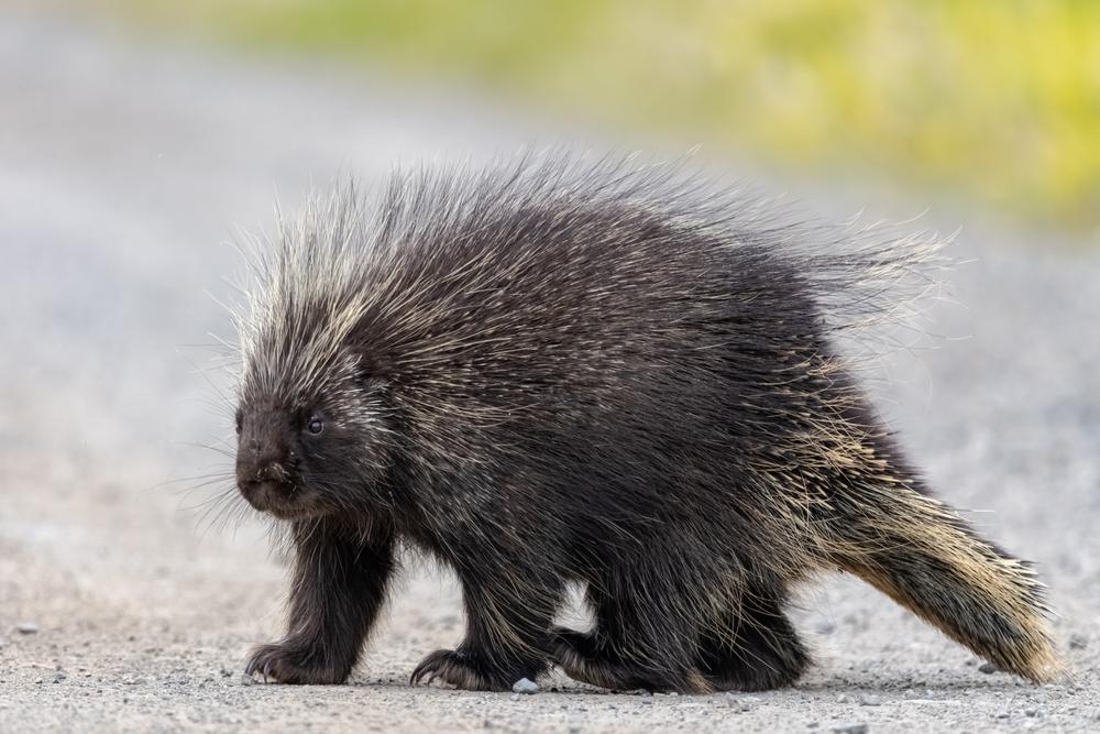 Porcupine Hunting in South Africa