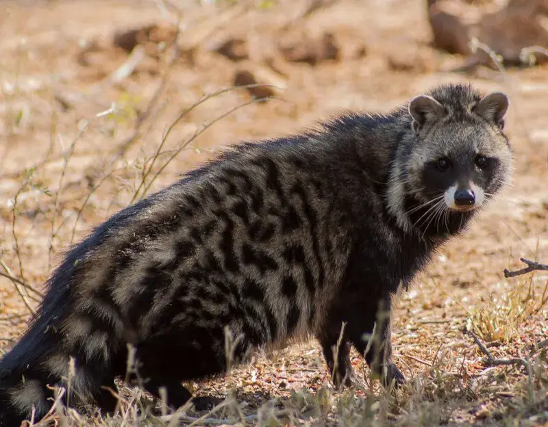 Civet