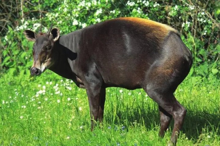 Yellow-Backed Duiker 