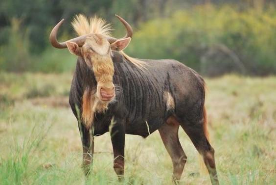 King's Wildebeest