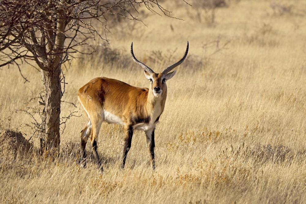 Red Lechwe Hunting in South Africa