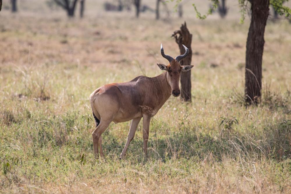 Lichtenstein's Hartebeest Hunting in Zambia