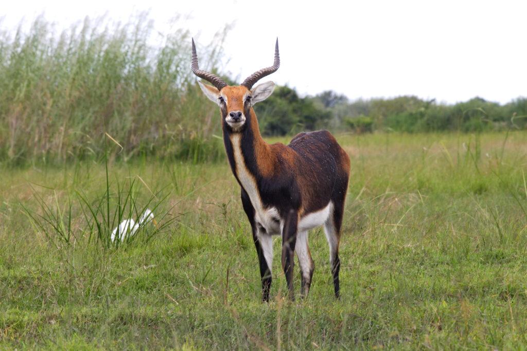 Black Lechwe