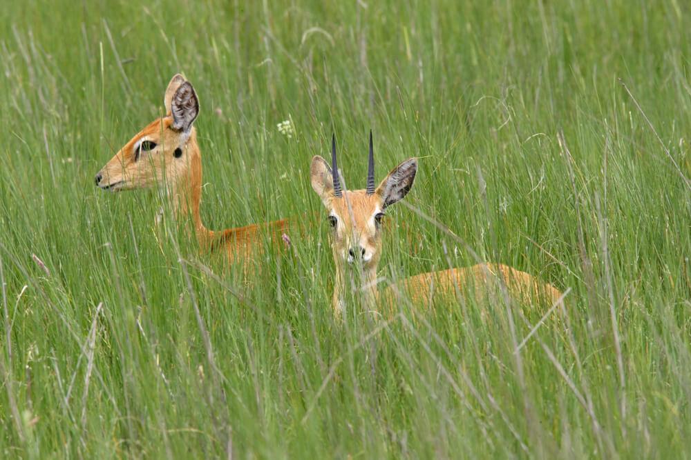 Oribi