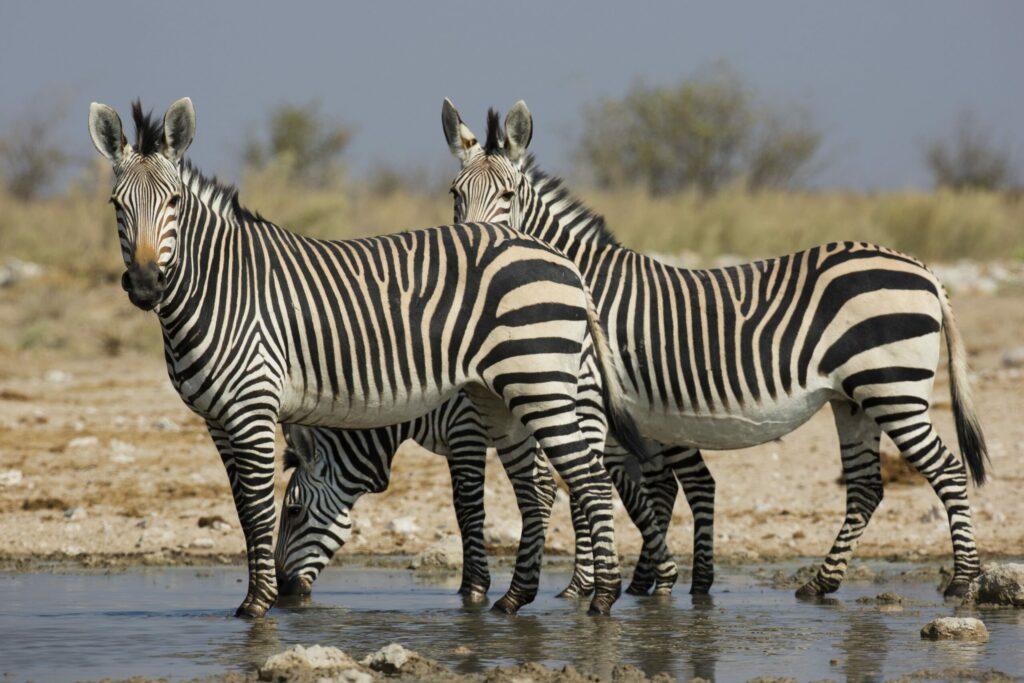 Hartmann's Mountain Zebra Hunting in Namibia