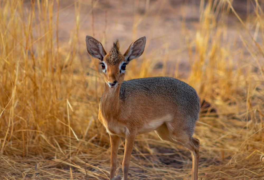 Damara Dik-Dik