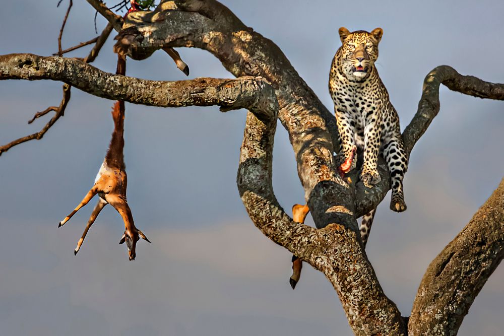 Mozambique Has Become One of Africa's Premier Leopard Hunting Destinations