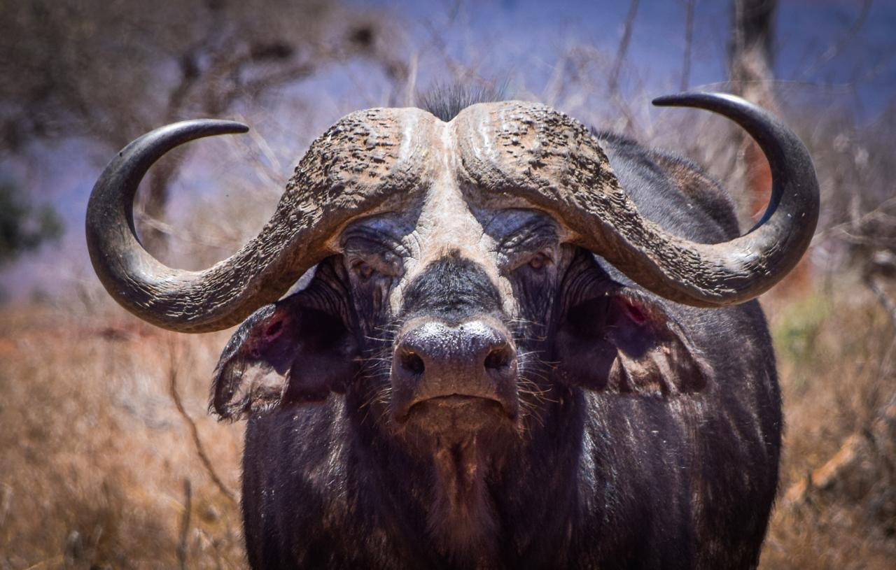 Choose the Animal First. Then Choose Where to Hunt It in Africa.