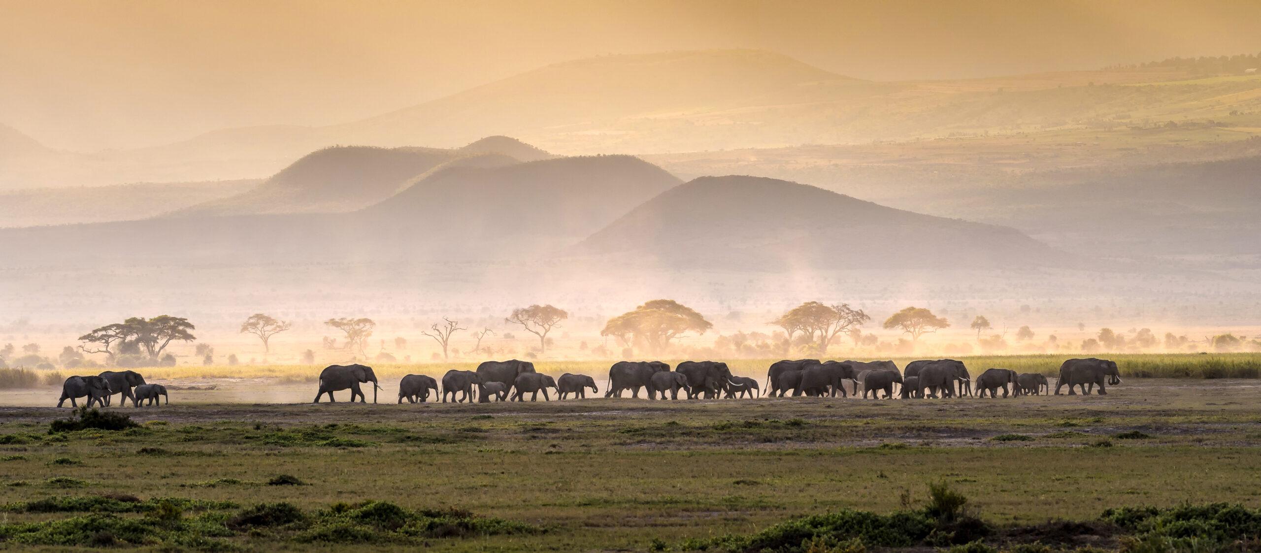 Big Game Hunting in Tanzania 