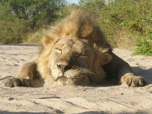 Why a Lion Hunt Is Built Long Before the Hunter Sees the Lion