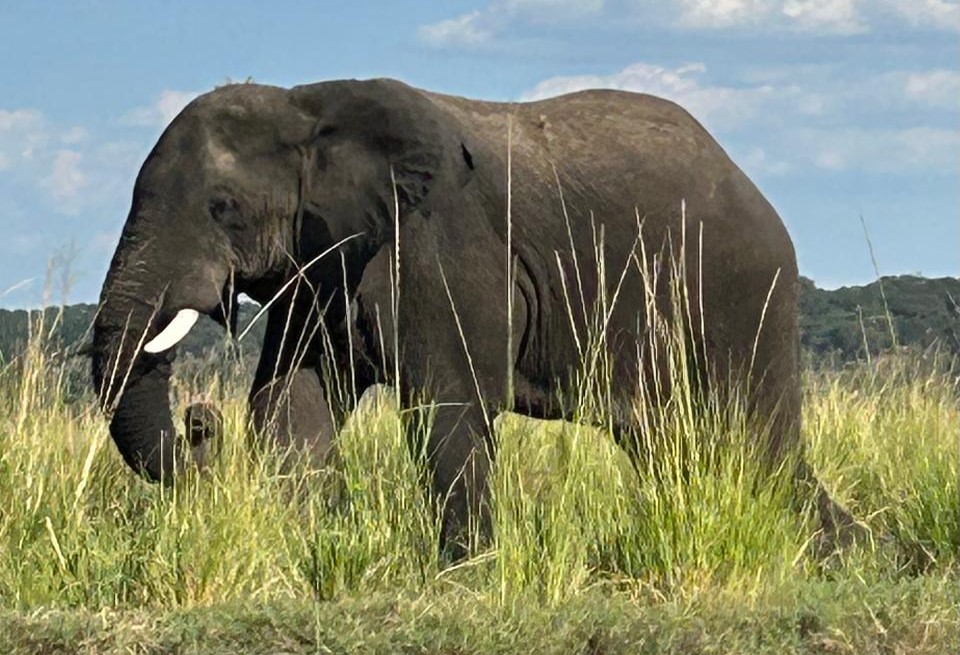 How to Choose an Elephant Hunting Area in Botswana
