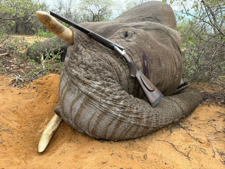 Elephant.jpg