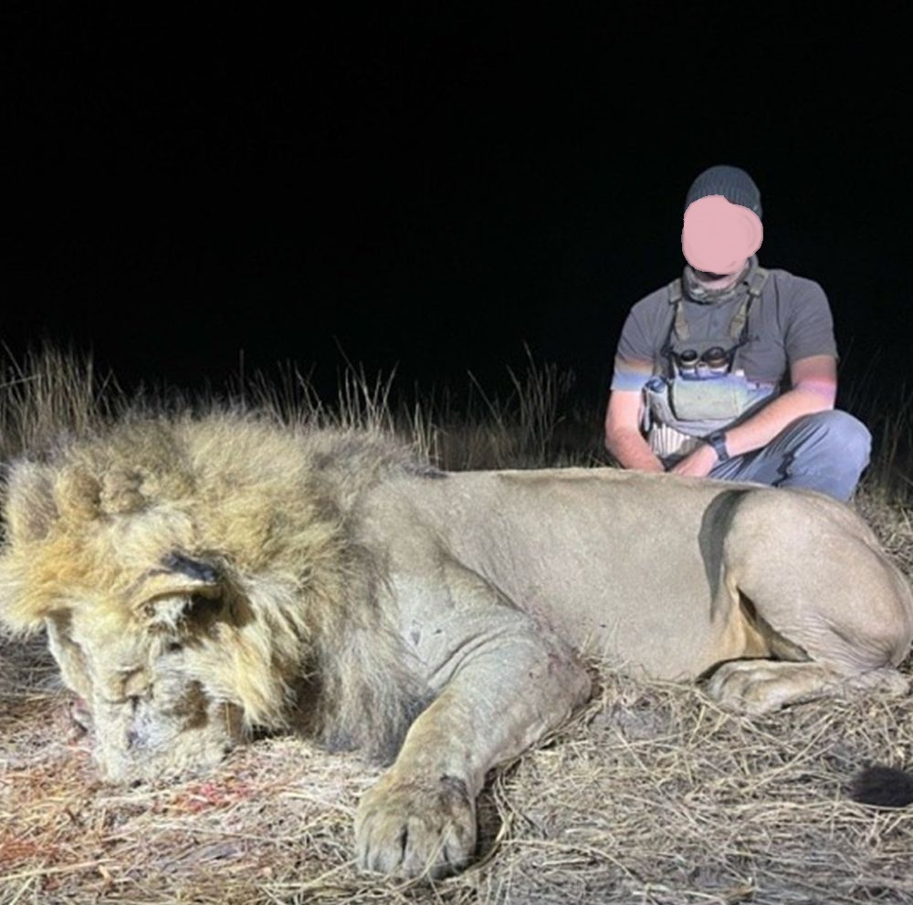 Lion Night Hunt