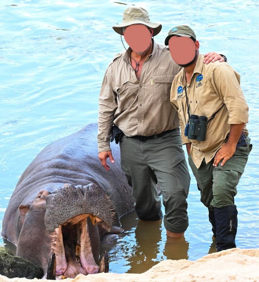 Hippo in the water