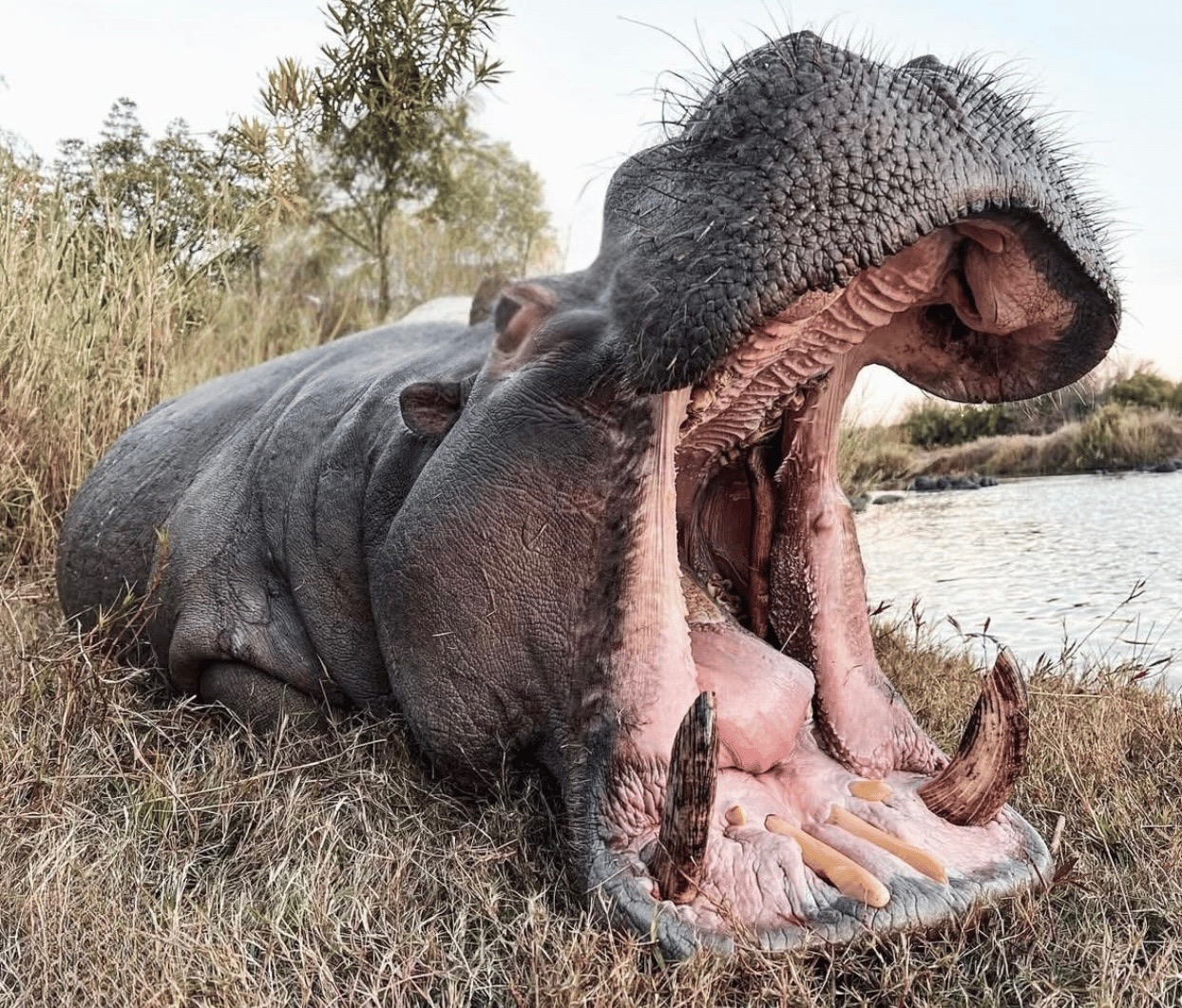 Hippo trophy