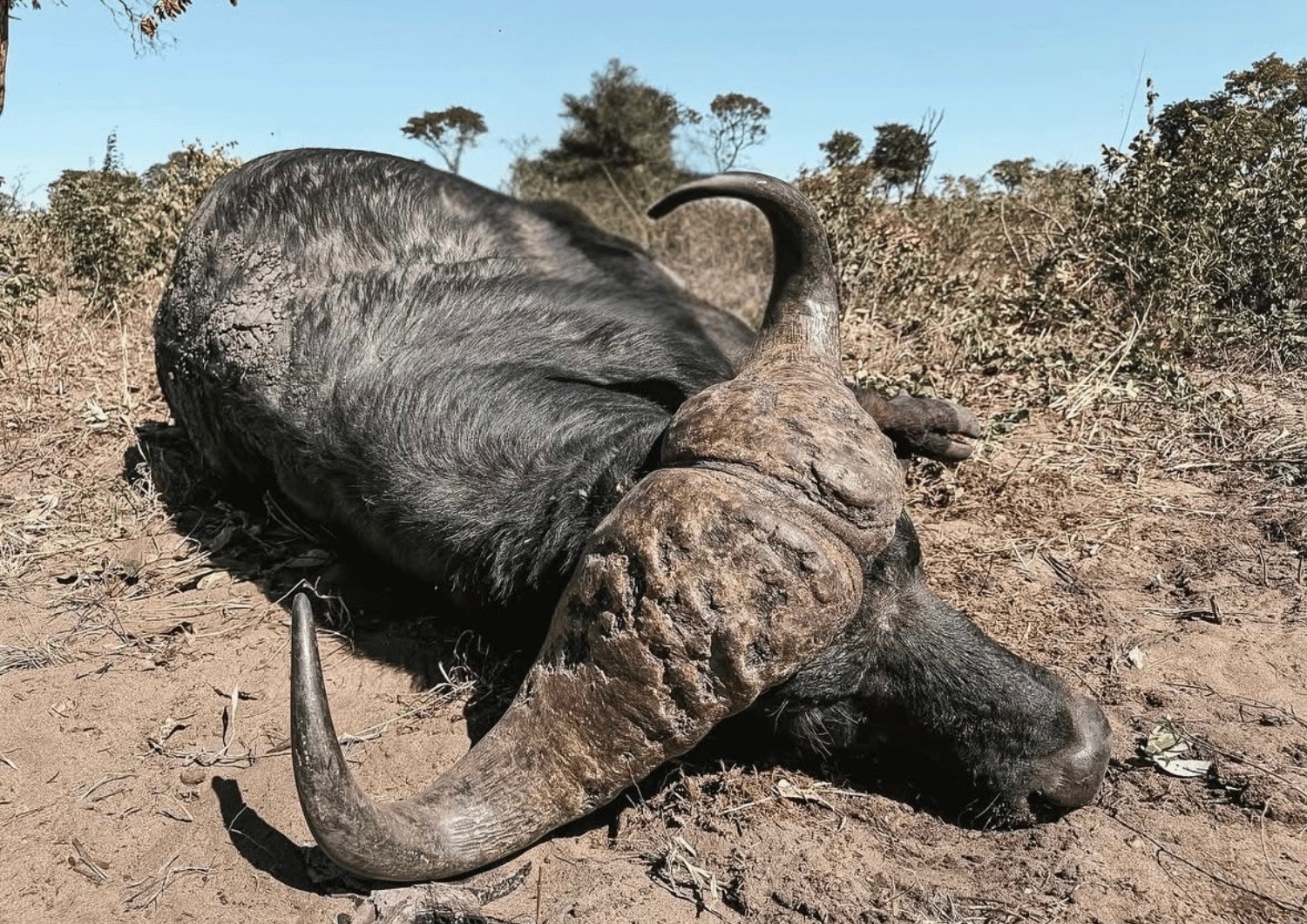 buffalo trophy