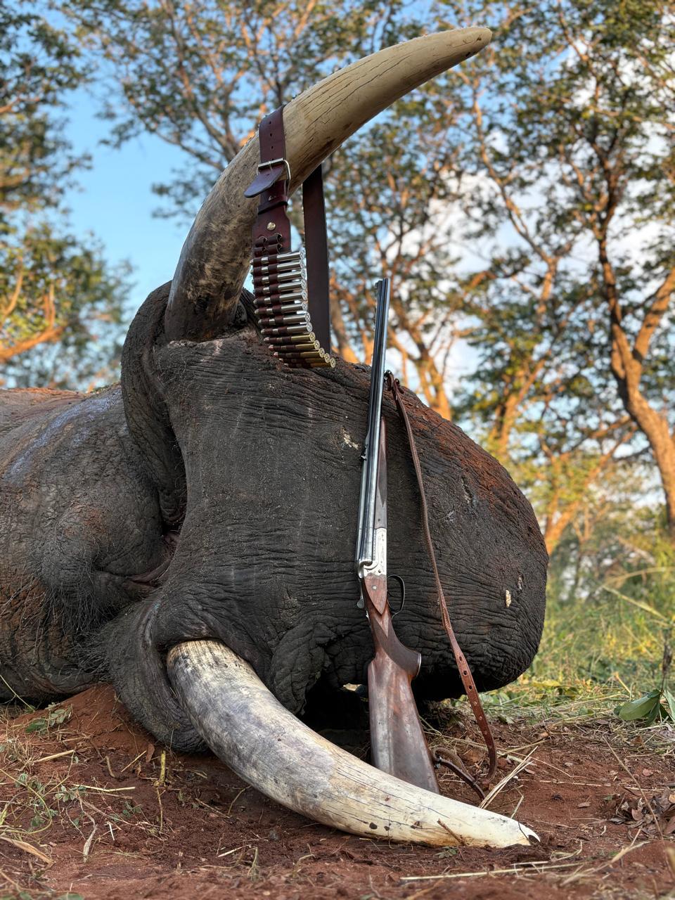 Elephant trophy