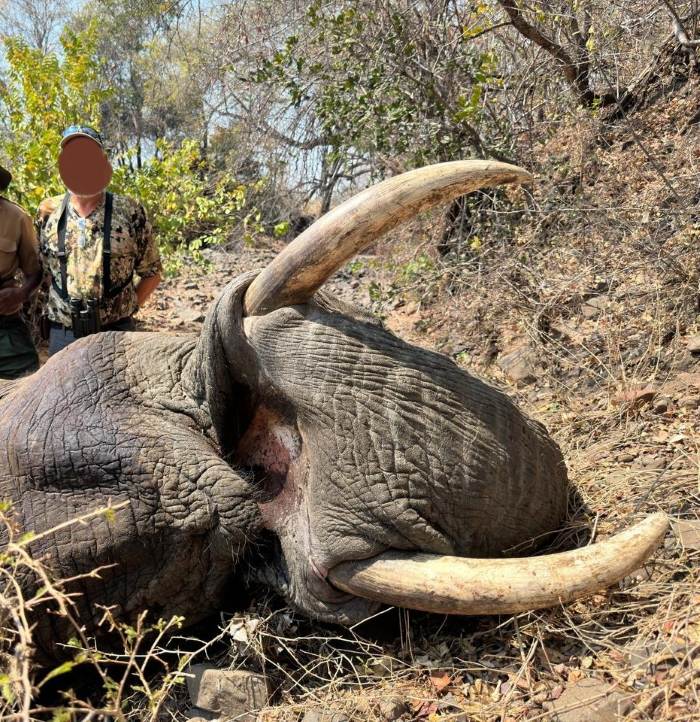 elephant trophy