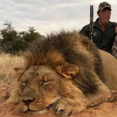 What a Professional Hunter Sees Before Calling a Lion Shootable