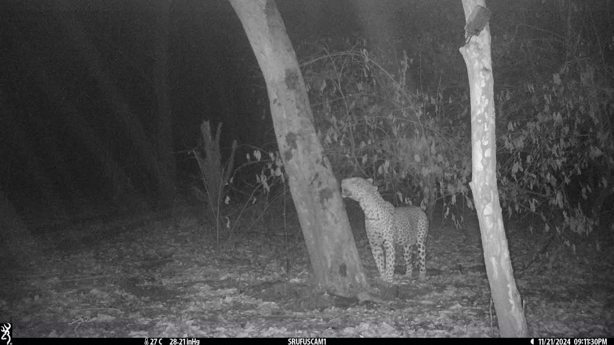 Trailcam.jpeg