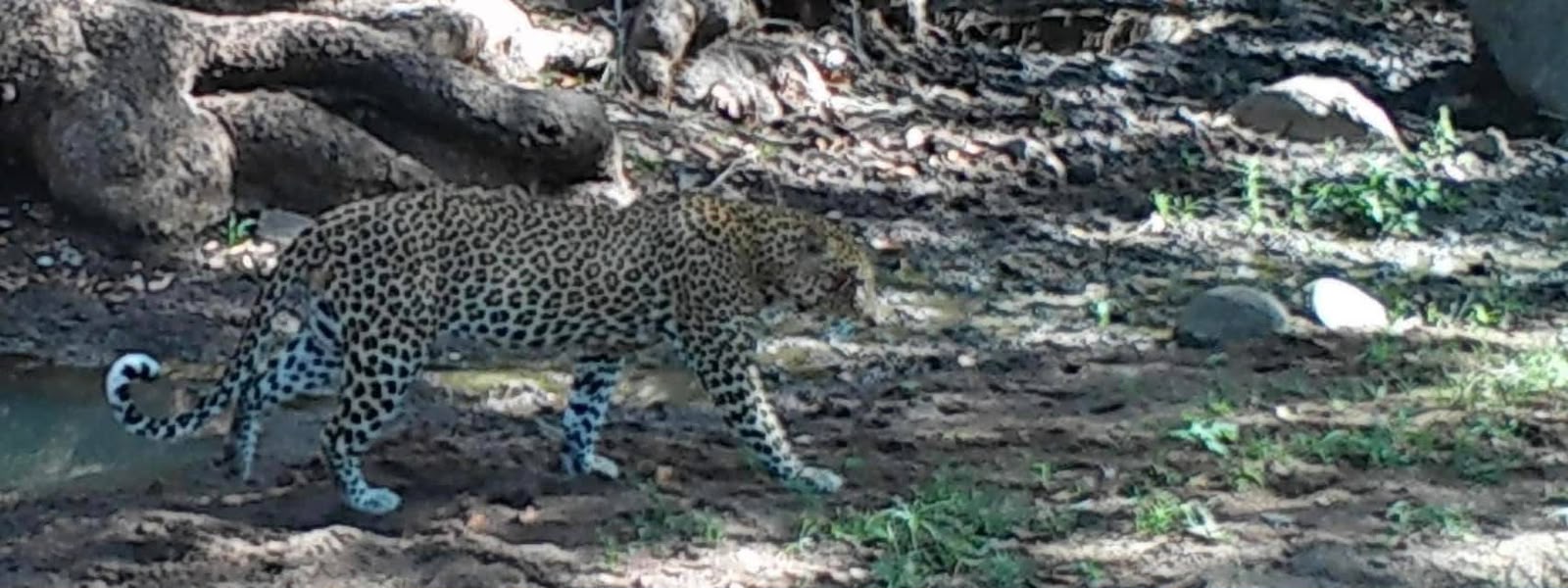 Leopard trailcam.jpeg