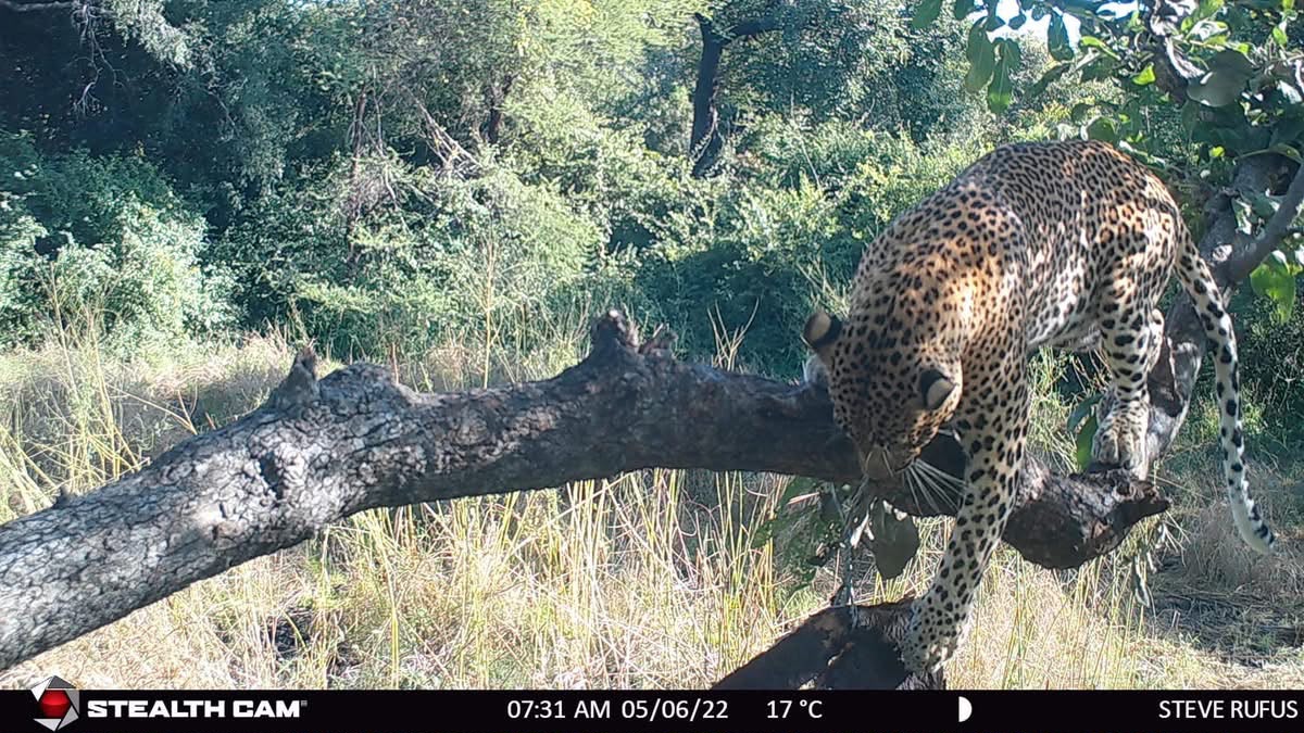 What a Trail Camera Really Tells a Leopard Hunter