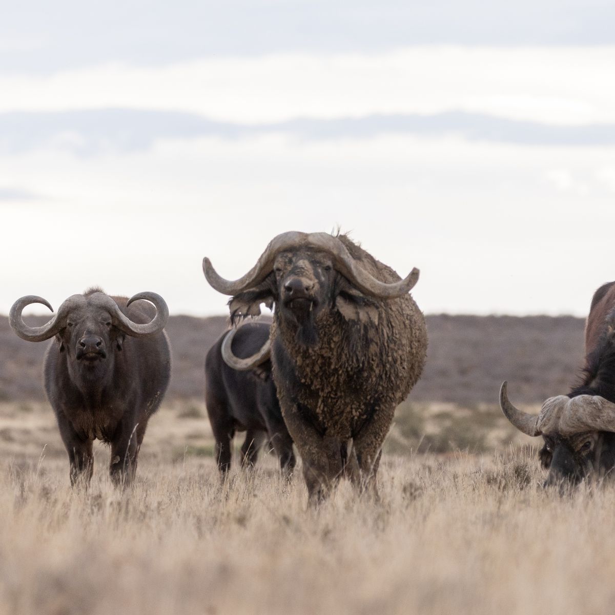 Why Buffalo Hunting Gets More Difficult After the Herd Knows You Are There