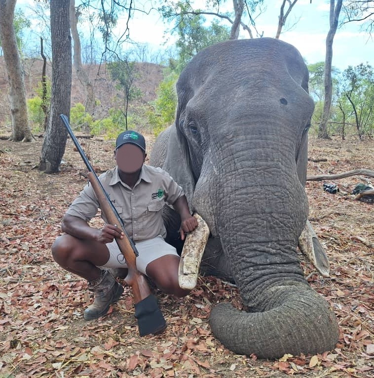 Walking Away From an Elephant Bull Can Be the Right Decision